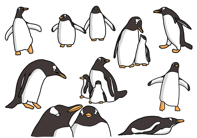 Gentoo penguins